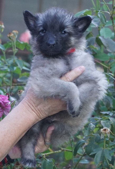 AABoyRed6wk AABoyRed6wk