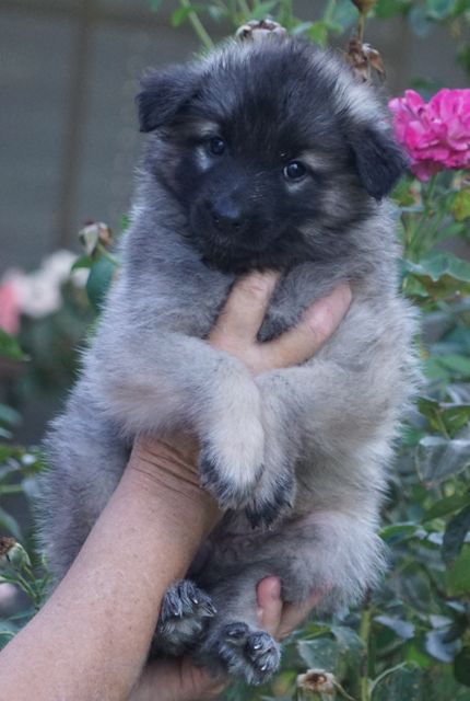 AAGirlPurple6wk AAGirlPurple6wk