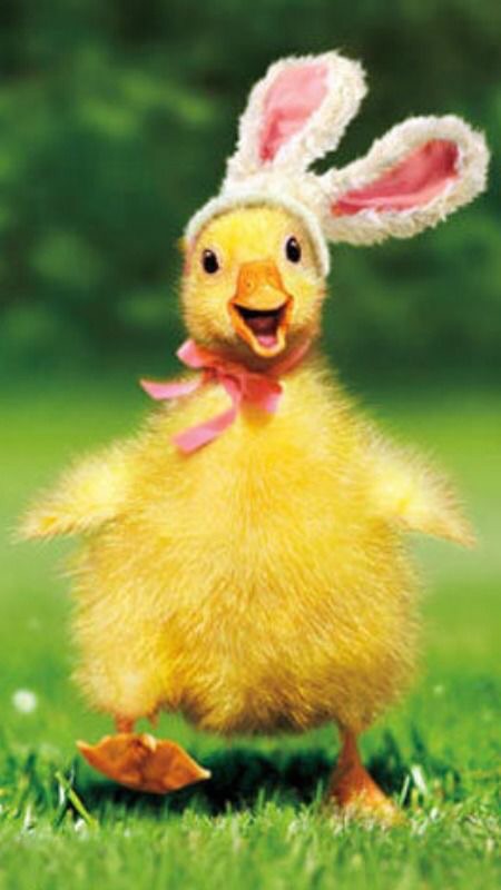 BunnyDuck BunnyDuck