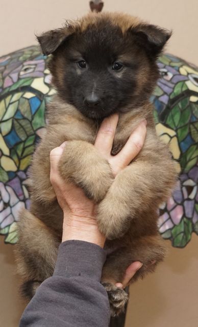CCBoyDkBlue6wk CCBoyDkBlue6wk