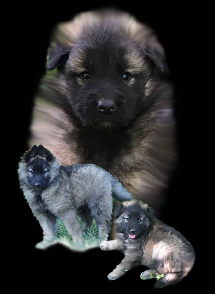 Deja.Black Deja.Black