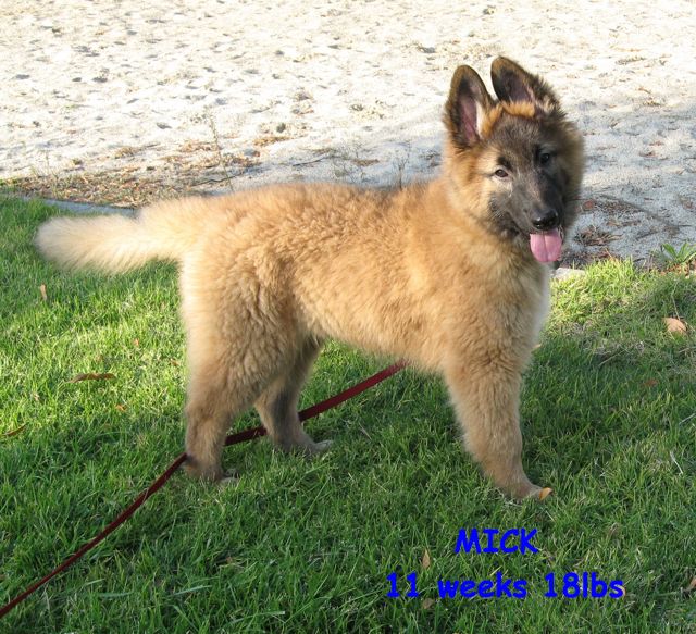 KMick11wk.14