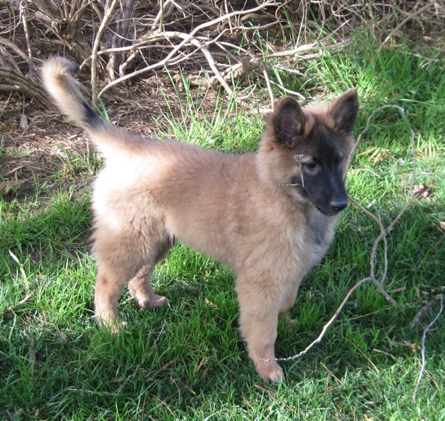 LeTaloose12wk.15_