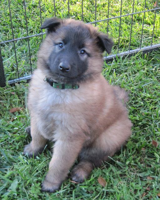 QGreenBoy.6wk QGreenBoy.6wk
