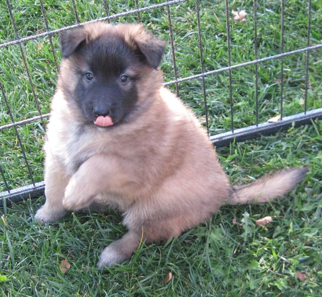 QLtBlueBoy.6wk QLtBlueBoy.6wk