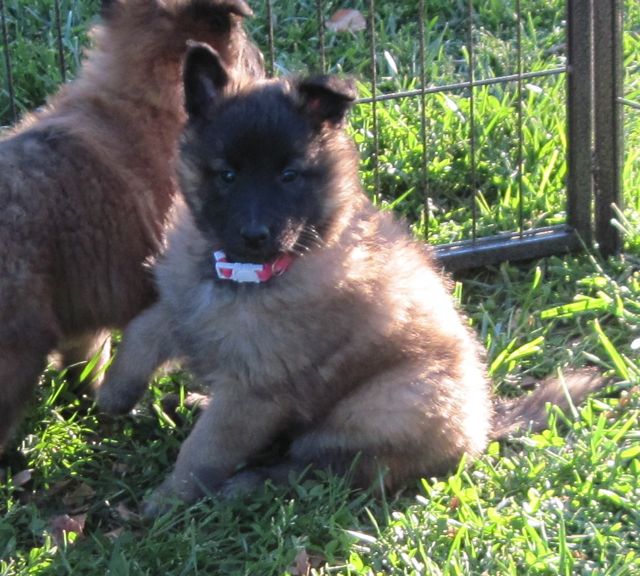 QPinkGirl.6wk QPinkGirl.6wk
