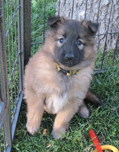 QYellowGirl.6wk QYellowGirl.6wk