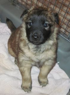 TLitter.4wk TLitter.4wk