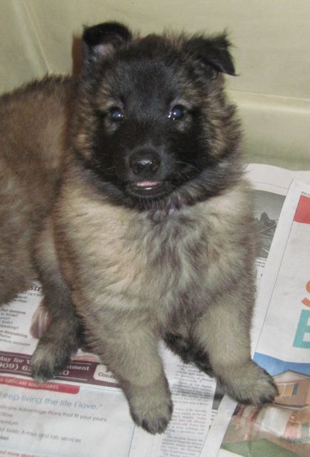 U.BoyDkPurple6wk U.BoyDkPurple6wk