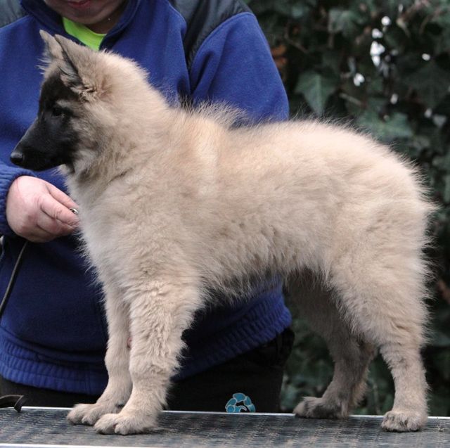 Ulsia13wk Ulsia13wk