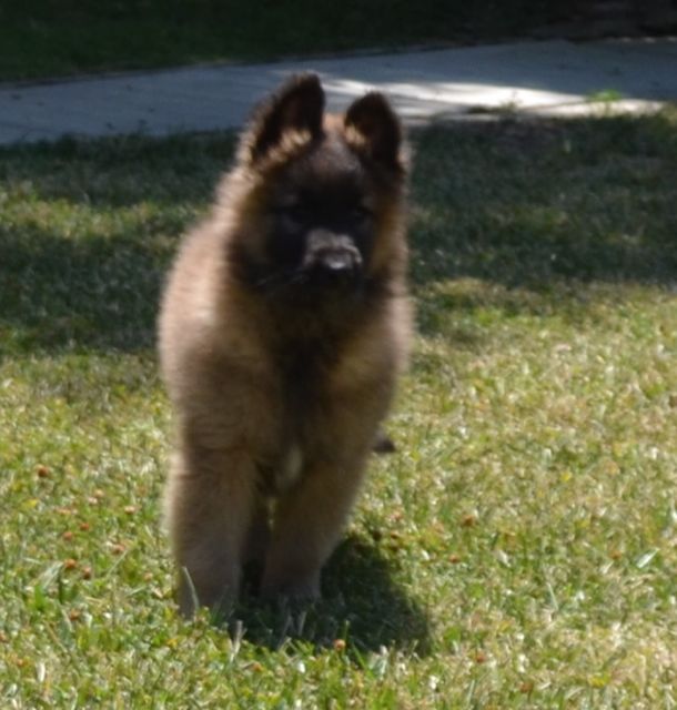 V.Boy_Purple_8wk V.Boy_Purple_8wk