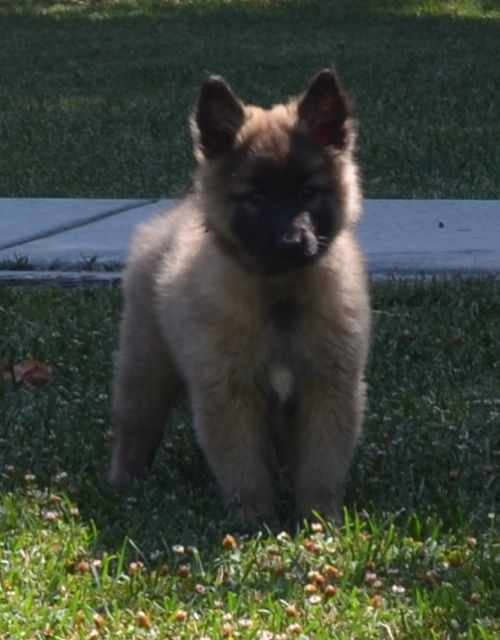 V.Girl_Orange_8wk V.Girl_Orange_8wk