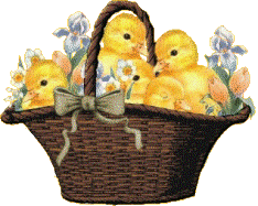 ducks ducks